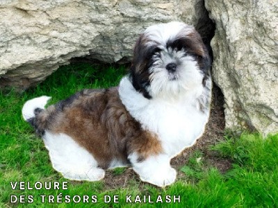 VELOURE  DES TRÉSORS DE KAILASH 