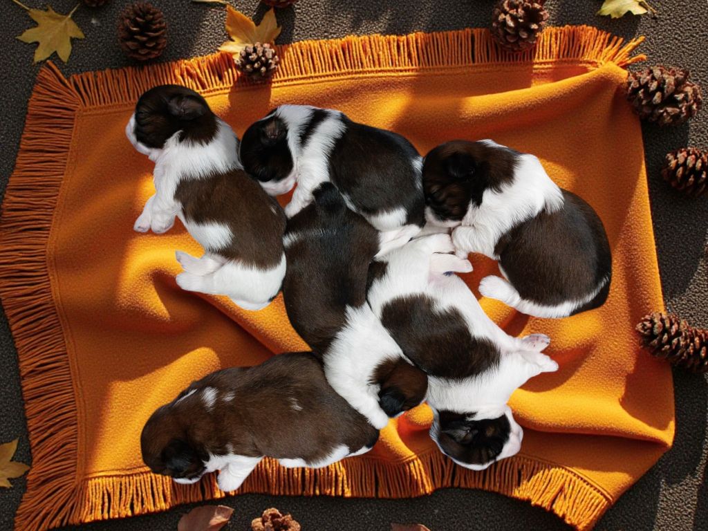 Des Trésors De Kailash - Shih Tzu - Portée née le 12/10/2025