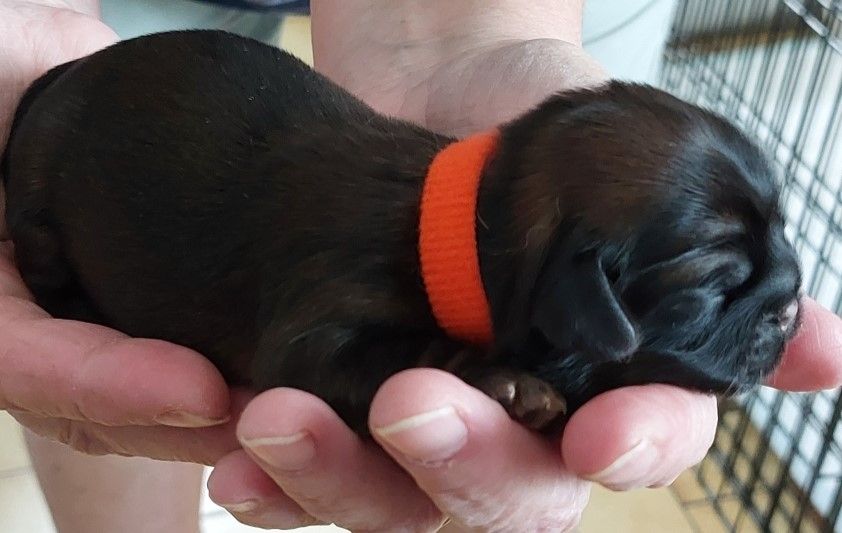 Des Trésors De Kailash - Chiots disponibles - Shih Tzu