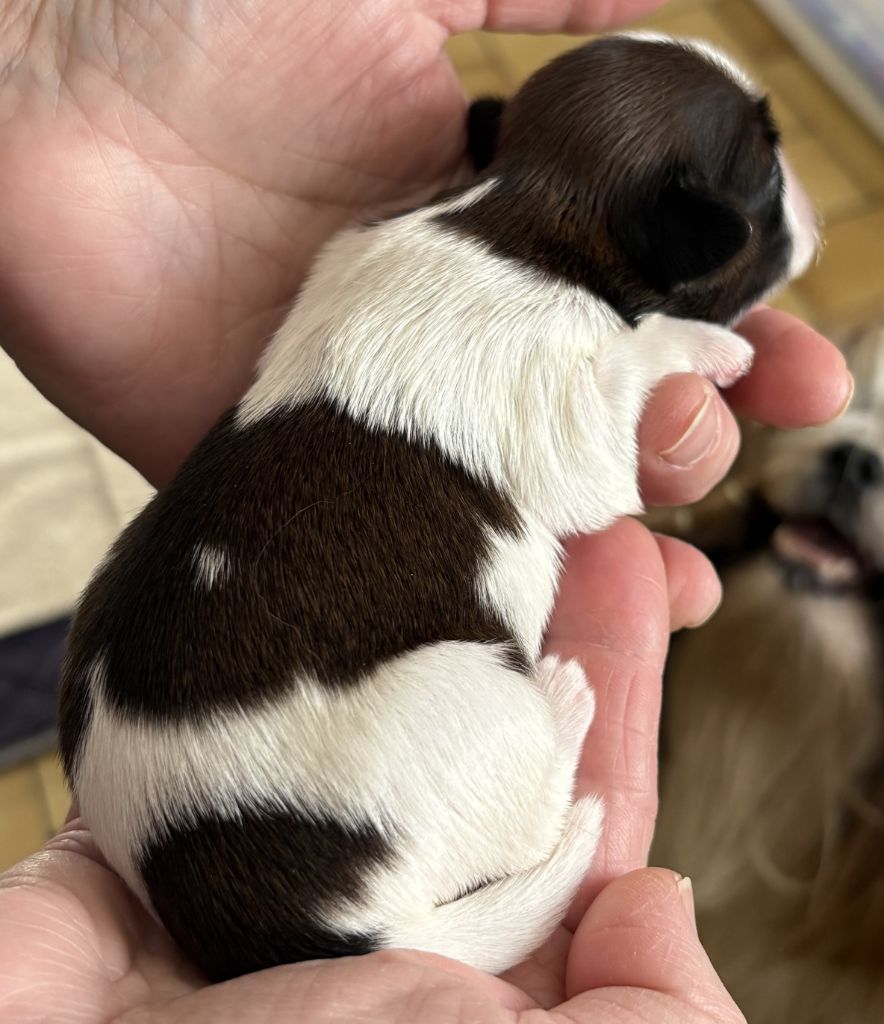 Des Trésors De Kailash - Chiots disponibles - Shih Tzu