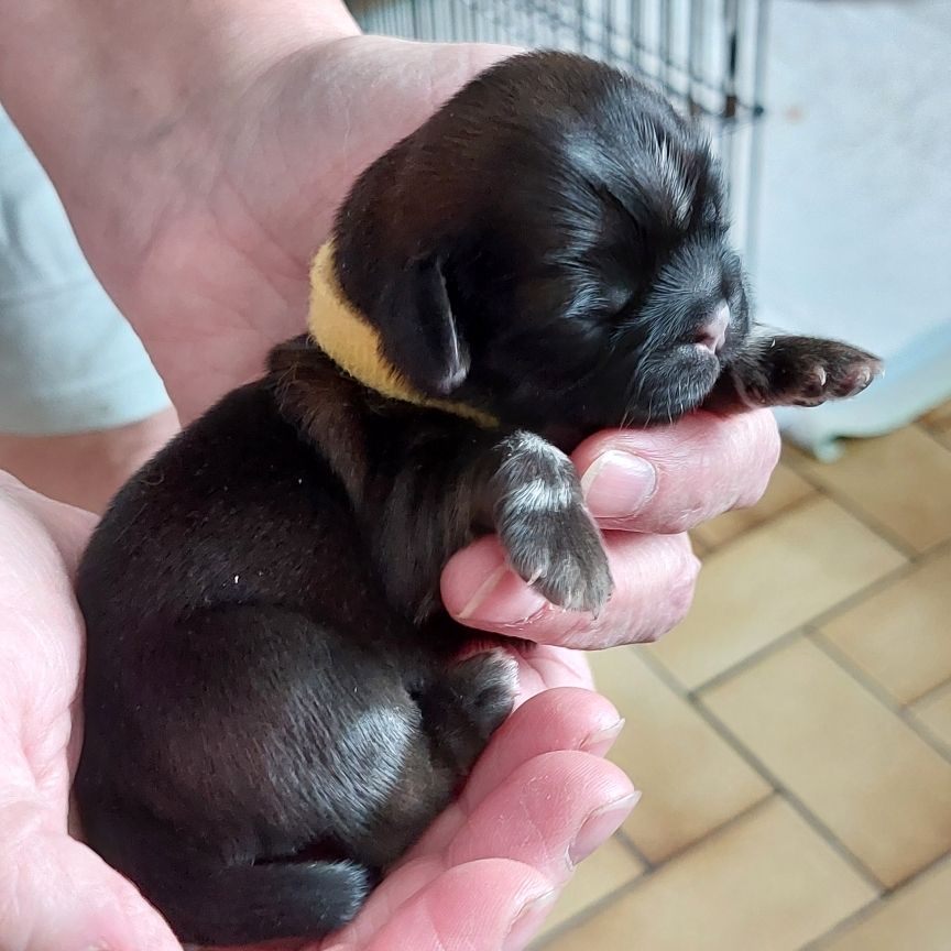 Des Trésors De Kailash - Chiots disponibles - Shih Tzu