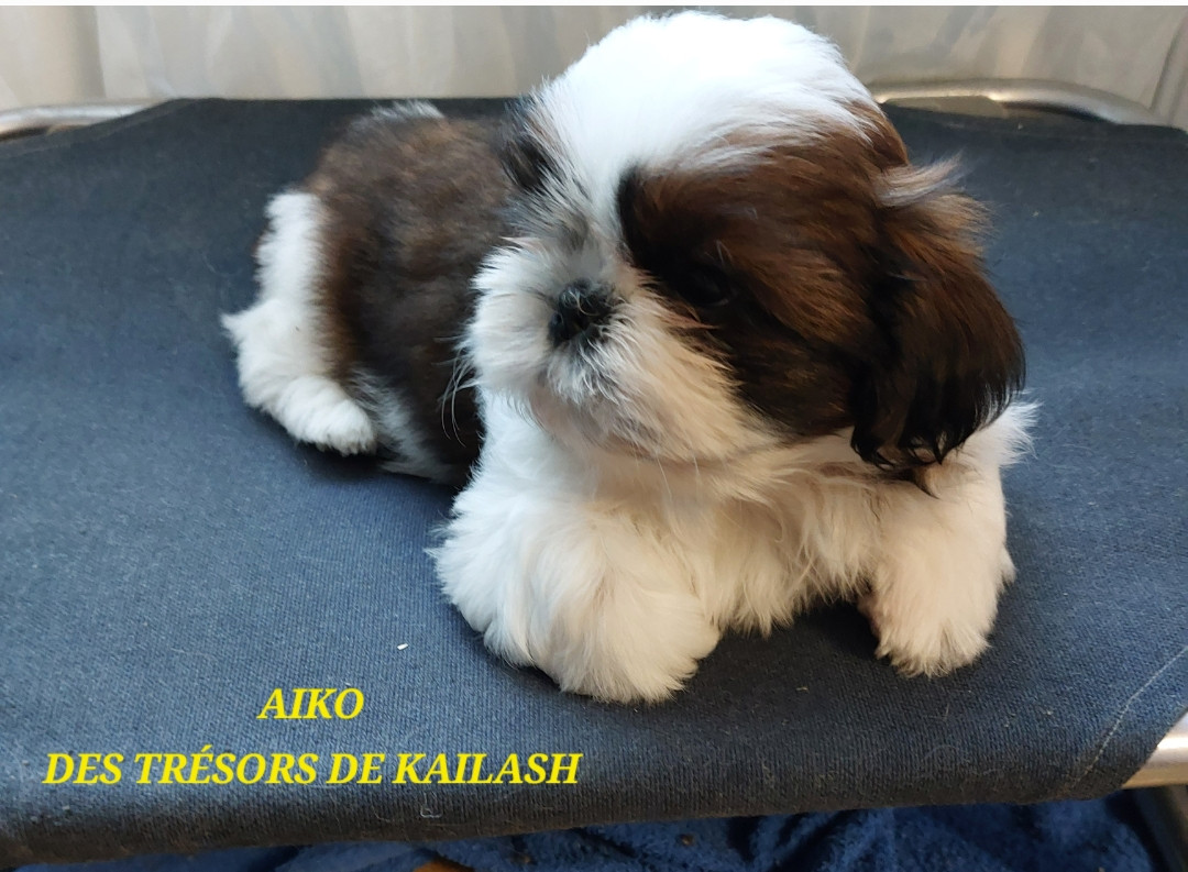 Des Trésors De Kailash - Chiots disponibles - Shih Tzu