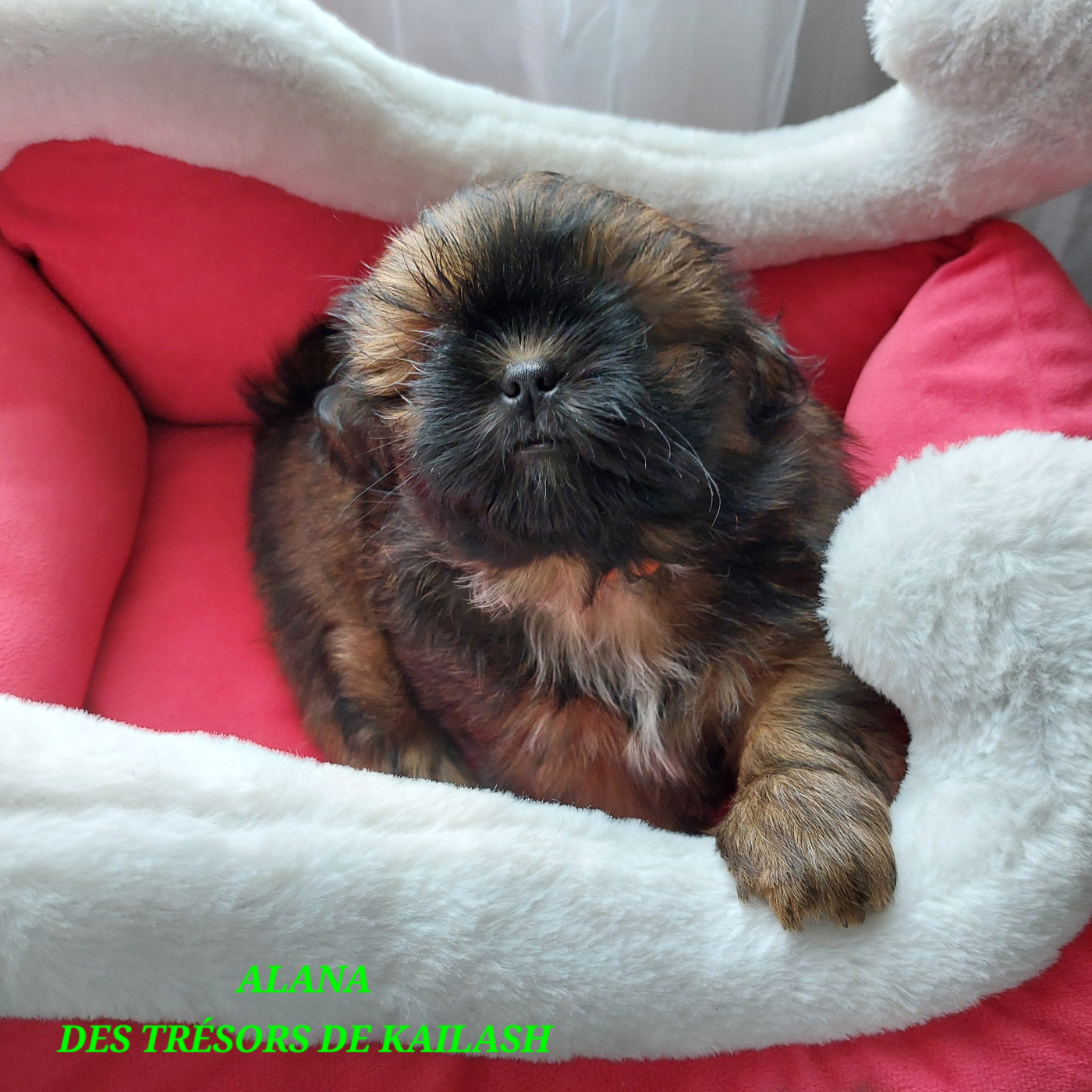 Des Trésors De Kailash - Chiots disponibles - Shih Tzu