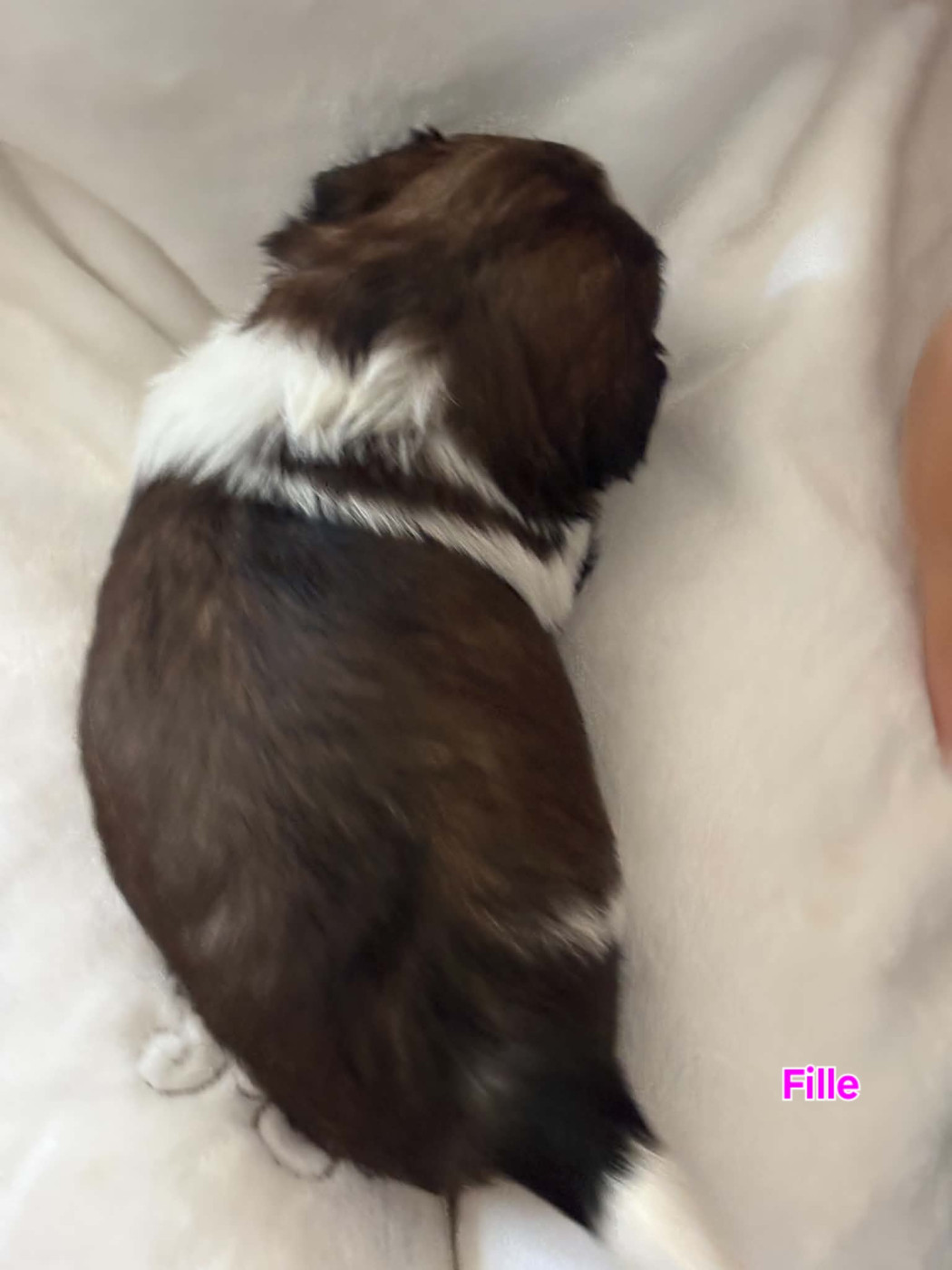 Des Trésors De Kailash - Chiots disponibles - Shih Tzu
