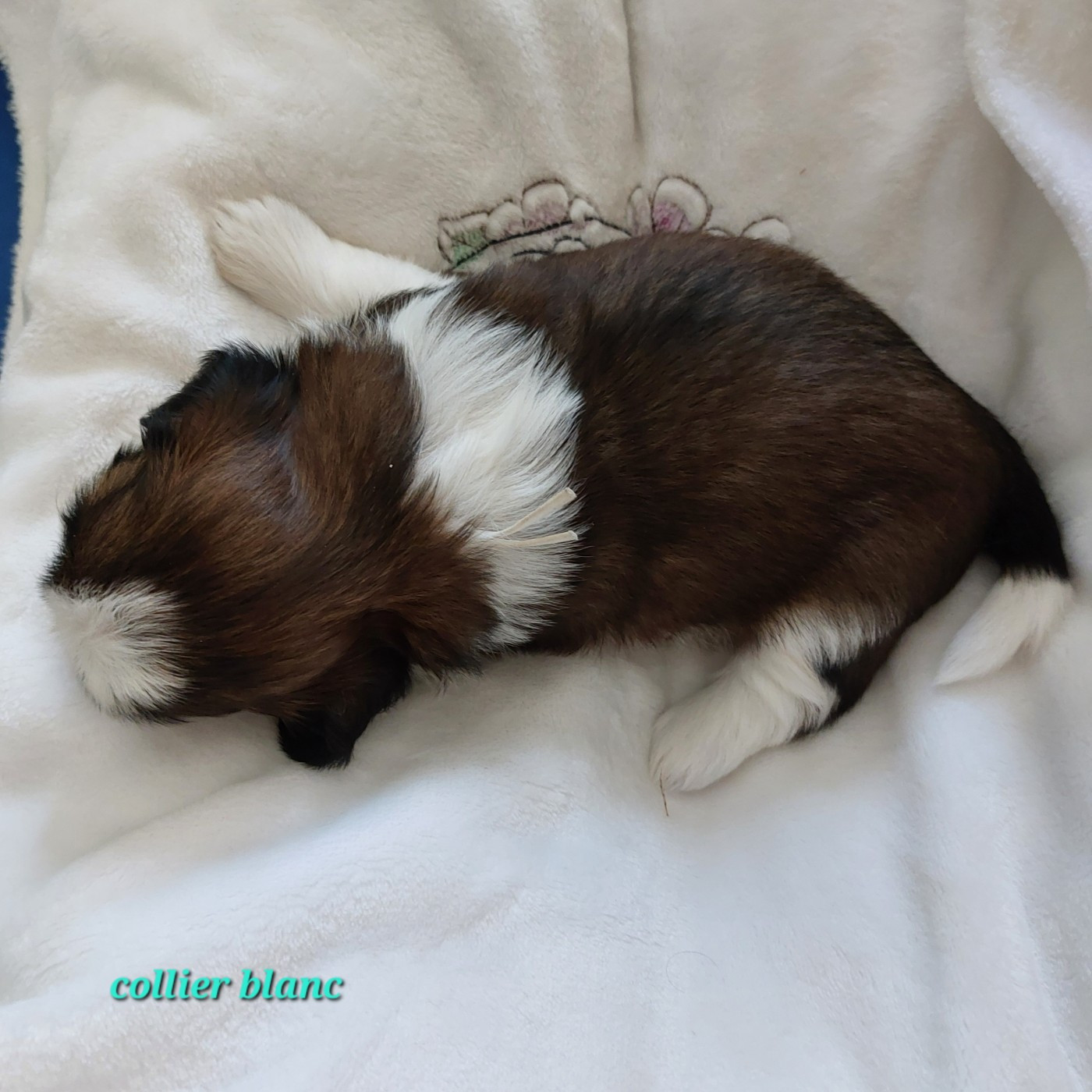 Des Trésors De Kailash - Chiots disponibles - Shih Tzu