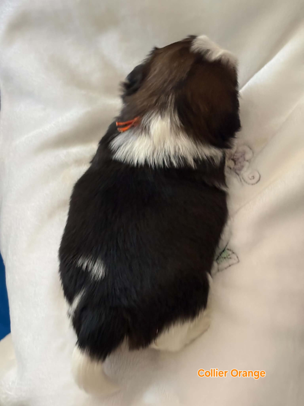Des Trésors De Kailash - Chiots disponibles - Shih Tzu