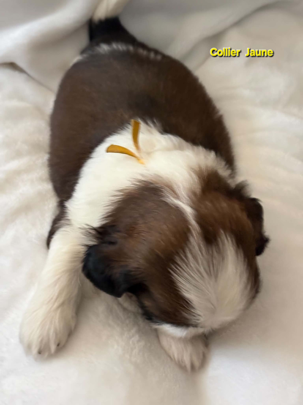Des Trésors De Kailash - Chiots disponibles - Shih Tzu