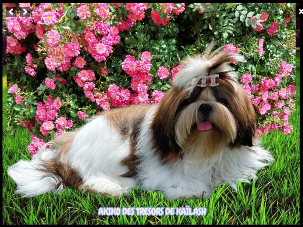 Chiot Shih Tzu Des Trésors De Kailash