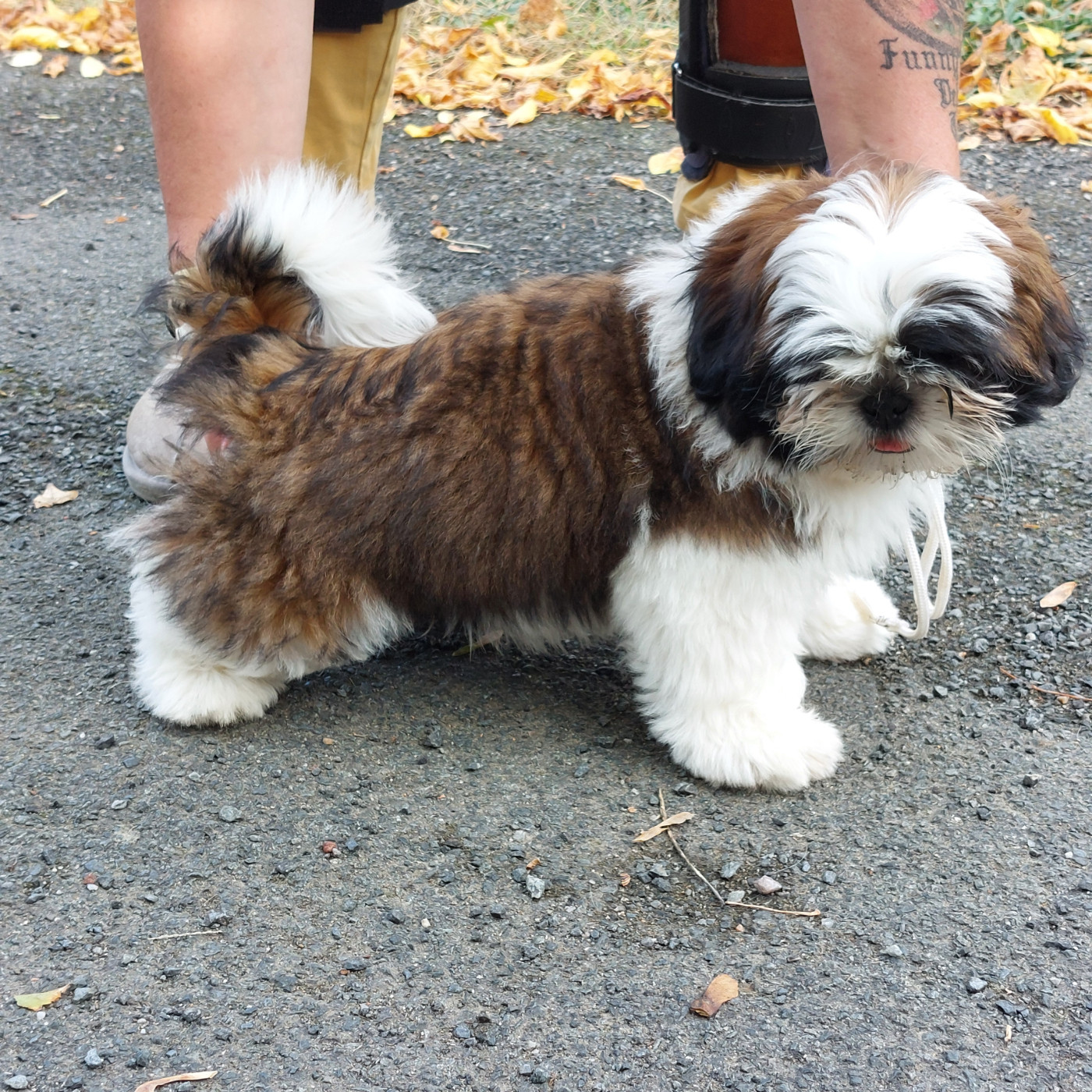 Des Trésors De Kailash - Chiots disponibles - Shih Tzu