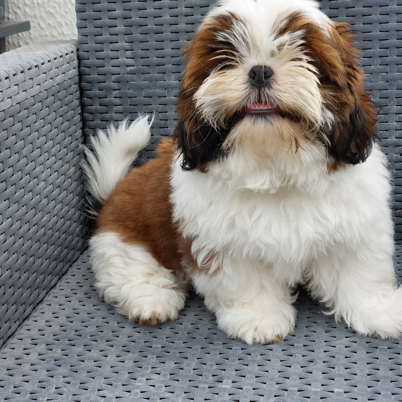 Des Trésors De Kailash - Chiots disponibles - Shih Tzu