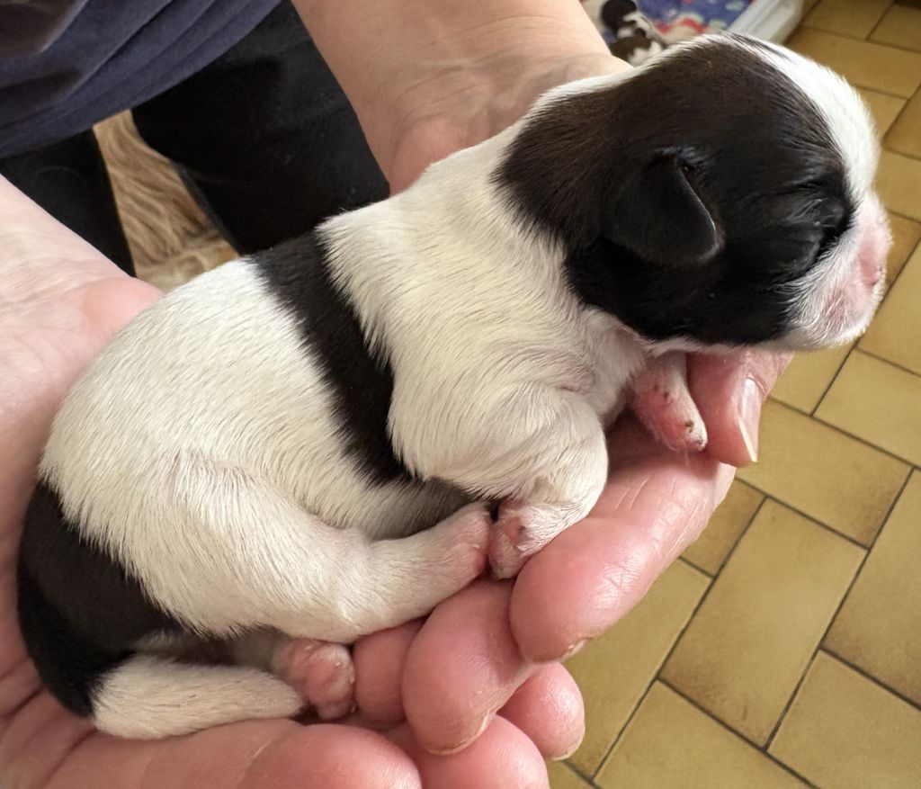 Des Trésors De Kailash - Chiots disponibles - Shih Tzu