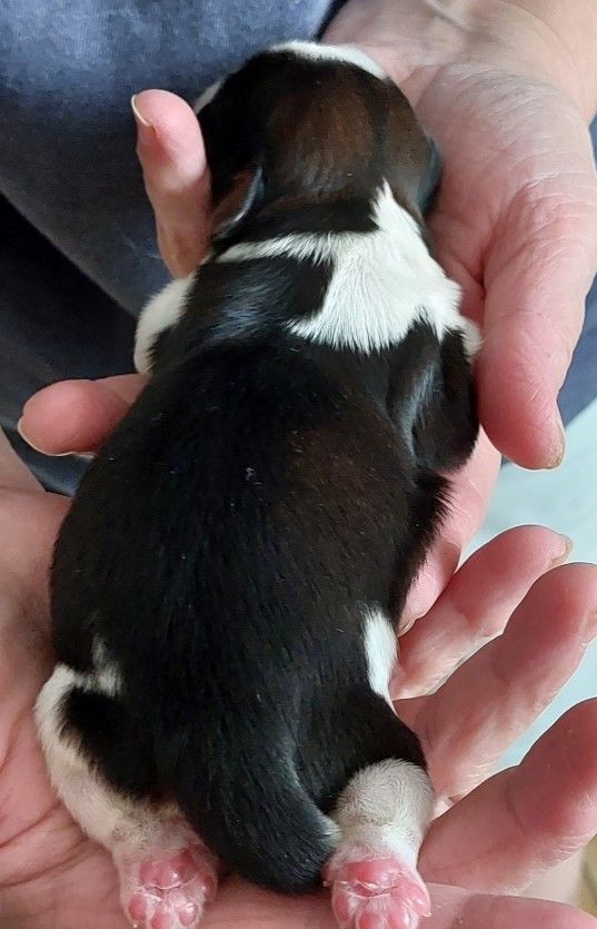 Des Trésors De Kailash - Chiots disponibles - Shih Tzu