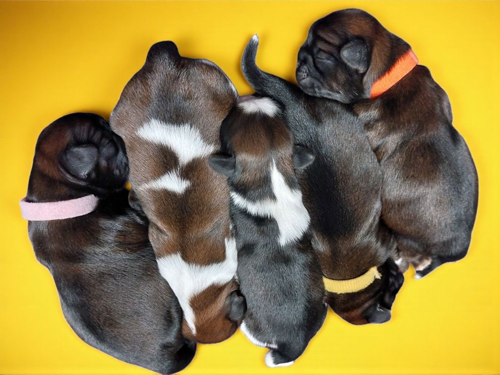 Des Trésors De Kailash - Shih Tzu - Portée née le 25/10/2025