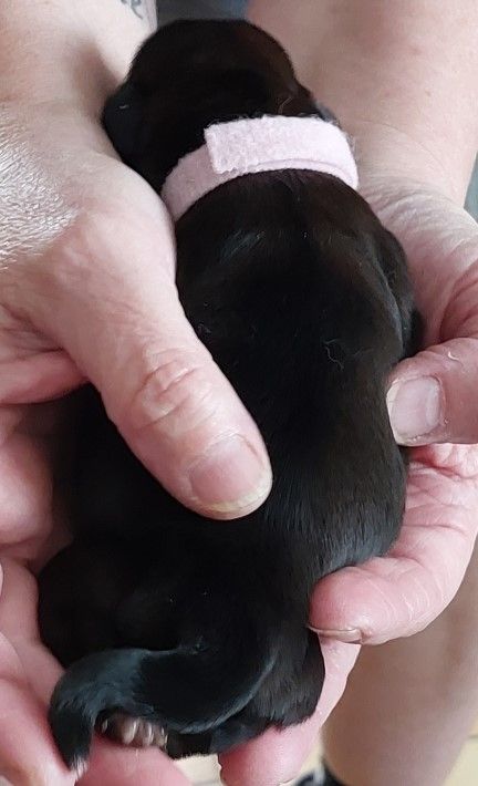 Des Trésors De Kailash - Chiots disponibles - Shih Tzu