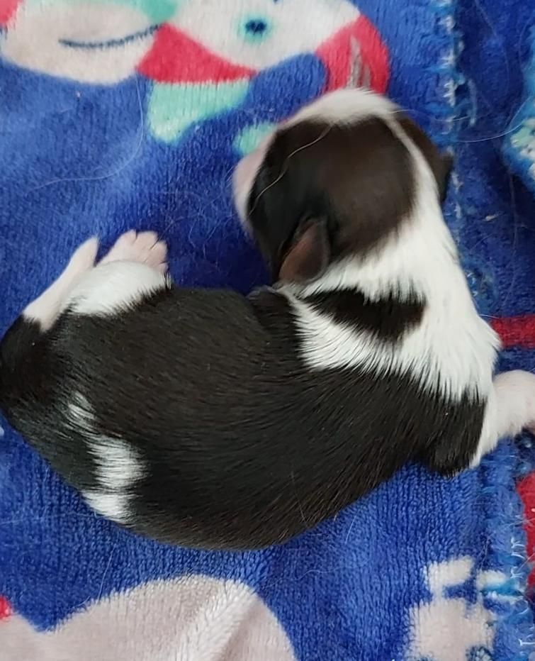 Des Trésors De Kailash - Chiots disponibles - Shih Tzu