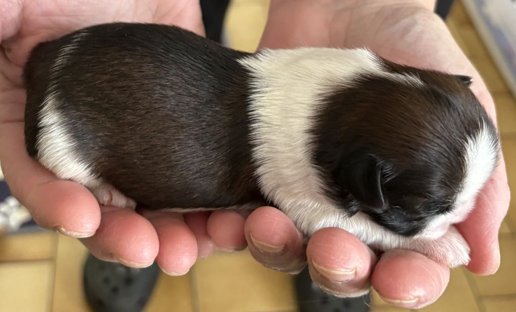 Des Trésors De Kailash - Chiots disponibles - Shih Tzu