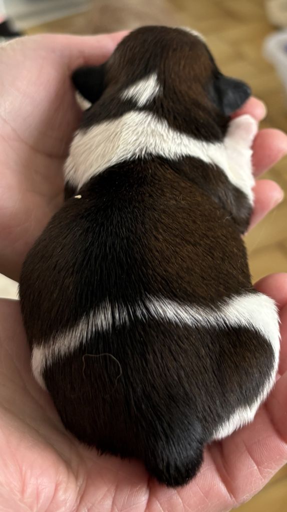 Des Trésors De Kailash - Chiots disponibles - Shih Tzu